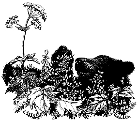 Black bears roll in the summer meadows devouring cow parsnip, one of their favourite foods.