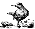 American Dippers can be seen bobbing atop river
rocks next to mountain streams and rivers near Fernie