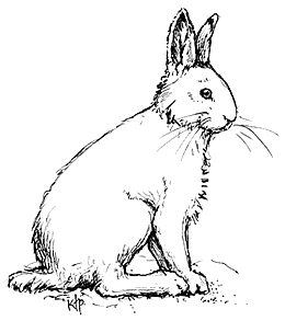 Snowshoe hare