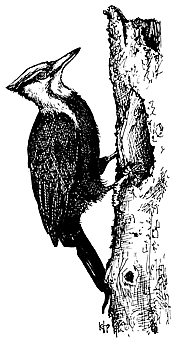 'Woody Woodpecker' look alikes a.k.a. Pileated Woodpeckers hammer tree
bark in search of beetles and squirming larvae.